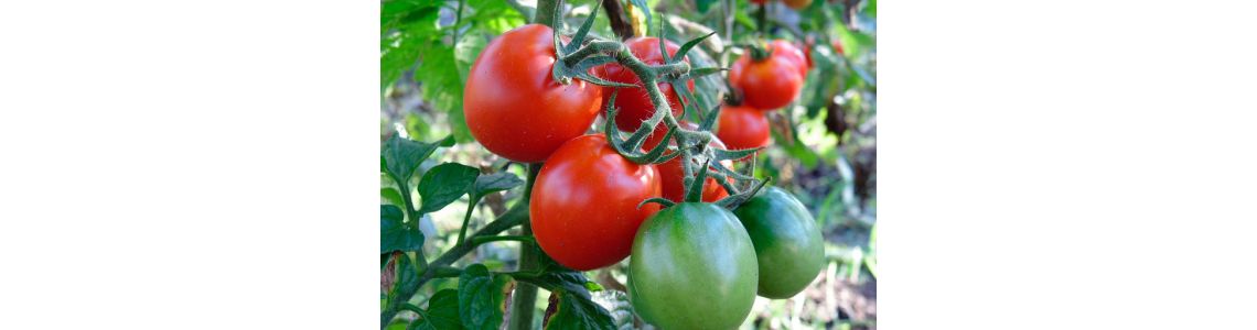 Подкормка томатов кальциевой селитрой: принципы и правила