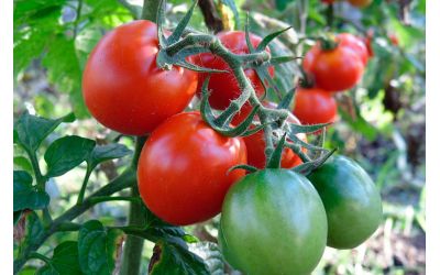 Подкормка томатов кальциевой селитрой: принципы и правила