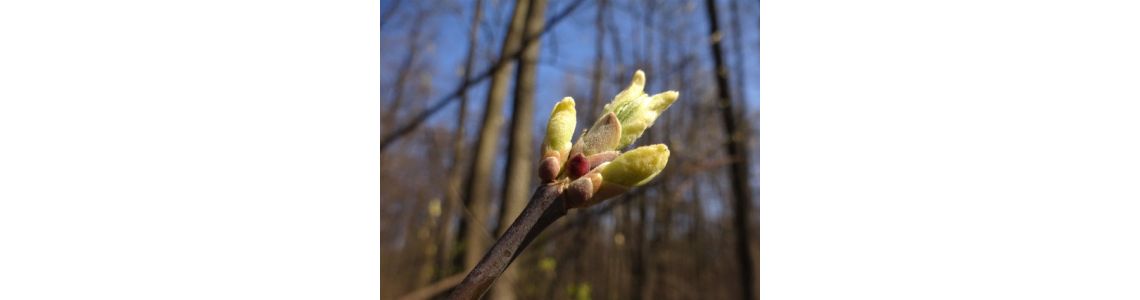 Весняне підживлення чагарників та дерев