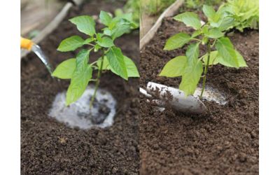 Использование кальциевой селитры для профилактики возникновения верховой гнили.