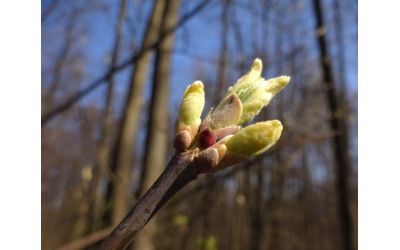 Весенняя подкормка кустарников и деревьев