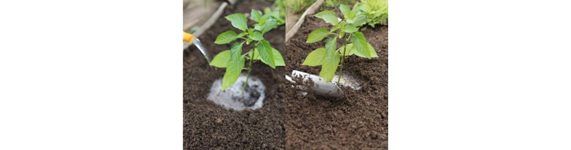 Использование кальциевой селитры для профилактики возникновения верховой гнили. Использование кальциевой селитры для профилактики возникновения верховой гнили.