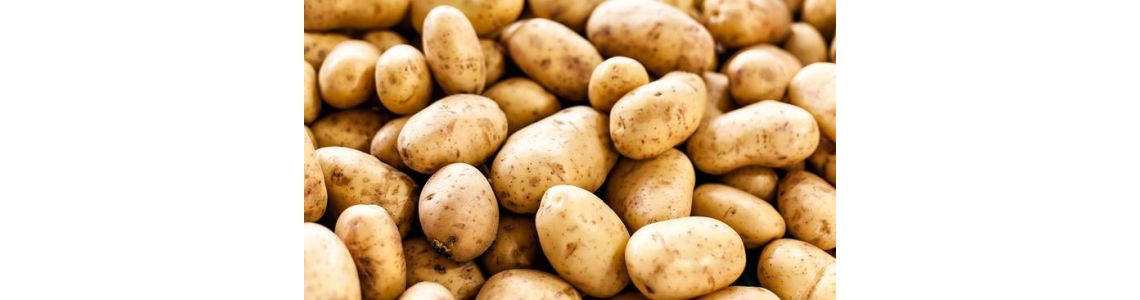 Болезни клубней картофеля: признаки, причины и методы борьбы