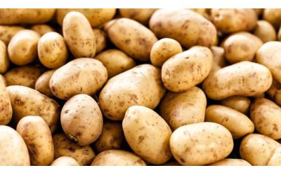 Болезни клубней картофеля: признаки, причины и методы борьбы