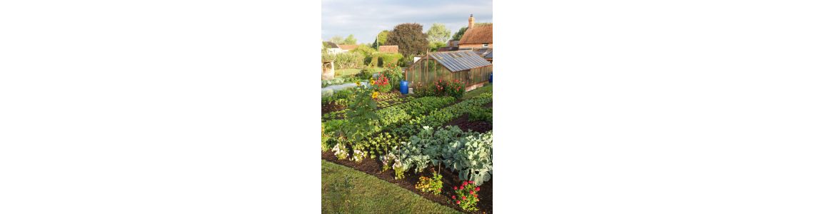 Защита растений для начинающих: весенняя обработка сада