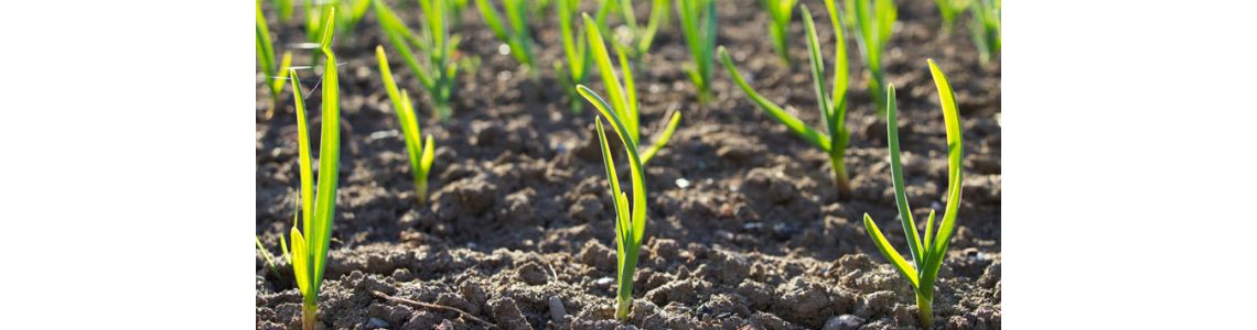 Часник і цибуля: правила посадки культур на зиму