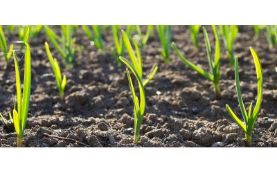 Часник і цибуля: правила посадки культур на зиму