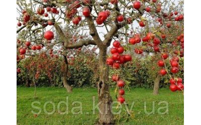 Топ-10 советов фермерам, желающим заниматься садоводством