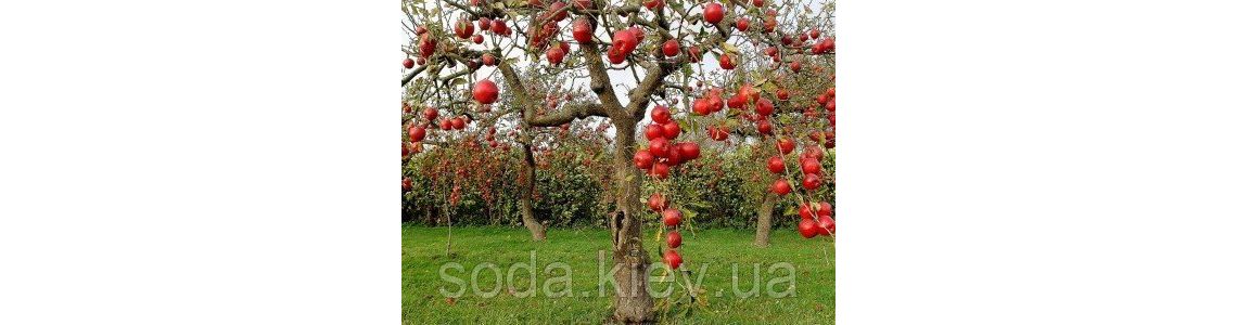 Топ-10 советов фермерам, желающим заниматься садоводством Топ-10 советов фермерам, желающим заниматься садоводством