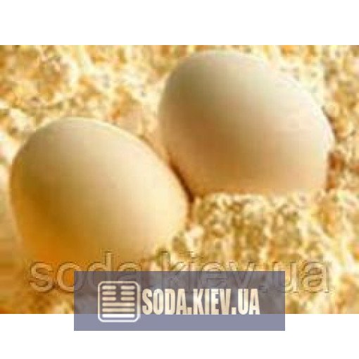 Альбумін яєчний білок