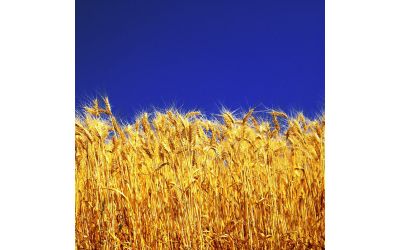 Чем заменить фосфоритную муку?