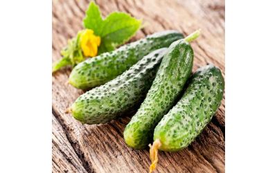 Подкормка огурцов