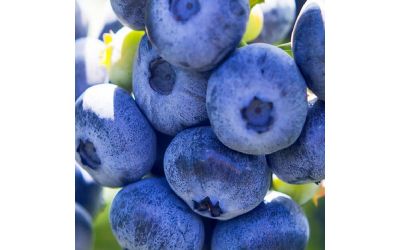 Подкормка голубики осенью