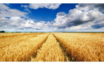 Сульфоаммофос