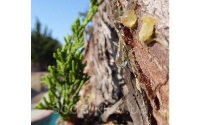 Живичный скипидар