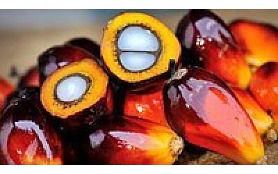 Пальмовое масло применение и производство