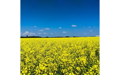 Нитроаммофоска нпк 16 16 16: способы применения и основные характеристики