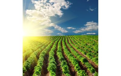 Кальцинит – универсальная питательная смесь для тепличных культур