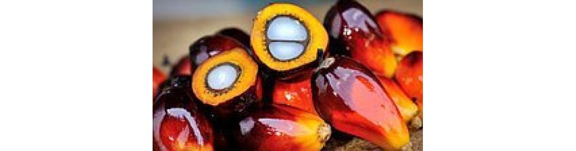 Пальмова олія застосування та виробництво