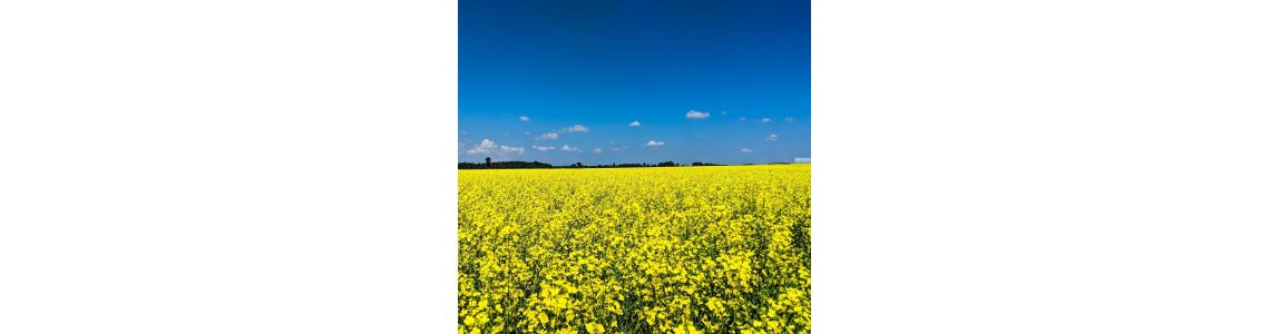 Нітроамофоска нпк 16 16 16: способи застосування та основні характеристикиа
