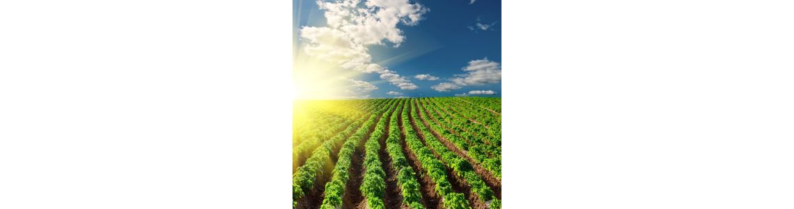 Кальциніт – універсальна поживна суміш для тепличних культур