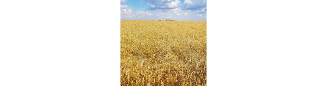 Нітроамофоска: добриво, яке буде актуальним ще десятки років