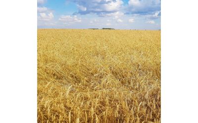 Нітроамофоска: добриво, яке буде актуальним ще десятки років