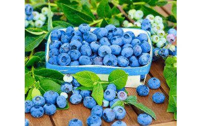 Правила посадки и выращивания голубики