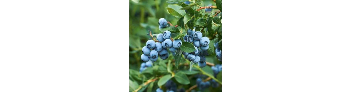 Как удобрять голубику, чтобы получать шикарный урожай каждый год? Как удобрять голубику, чтобы получать шикарный урожай каждый год?