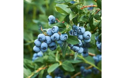 Как удобрять голубику, чтобы получать шикарный урожай каждый год?