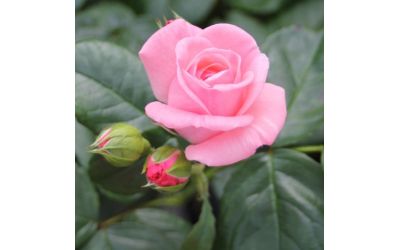 Нюансы подкормки роз весной