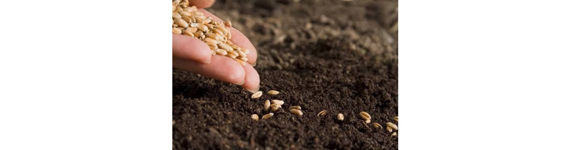 Норми внесення добрив для зернових культур