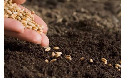 Норми внесення добрив для зернових культур