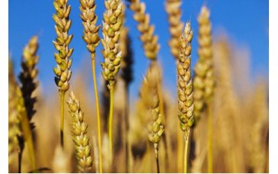 Добриво Екоплант