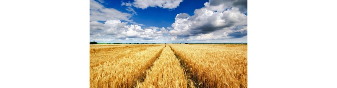 Сульфоамофос