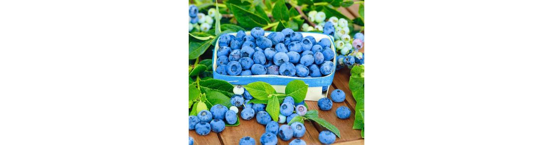 Правила посадки та вирощування лохини